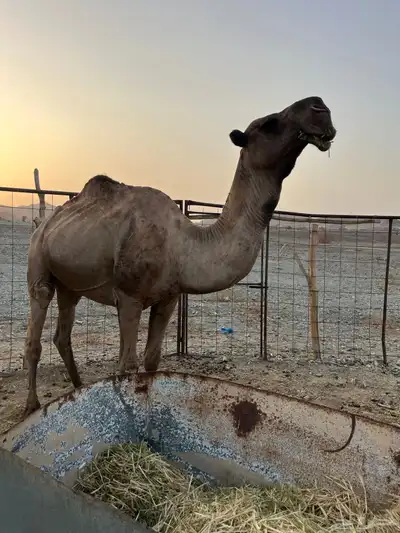 للبيع فحل مشروط index