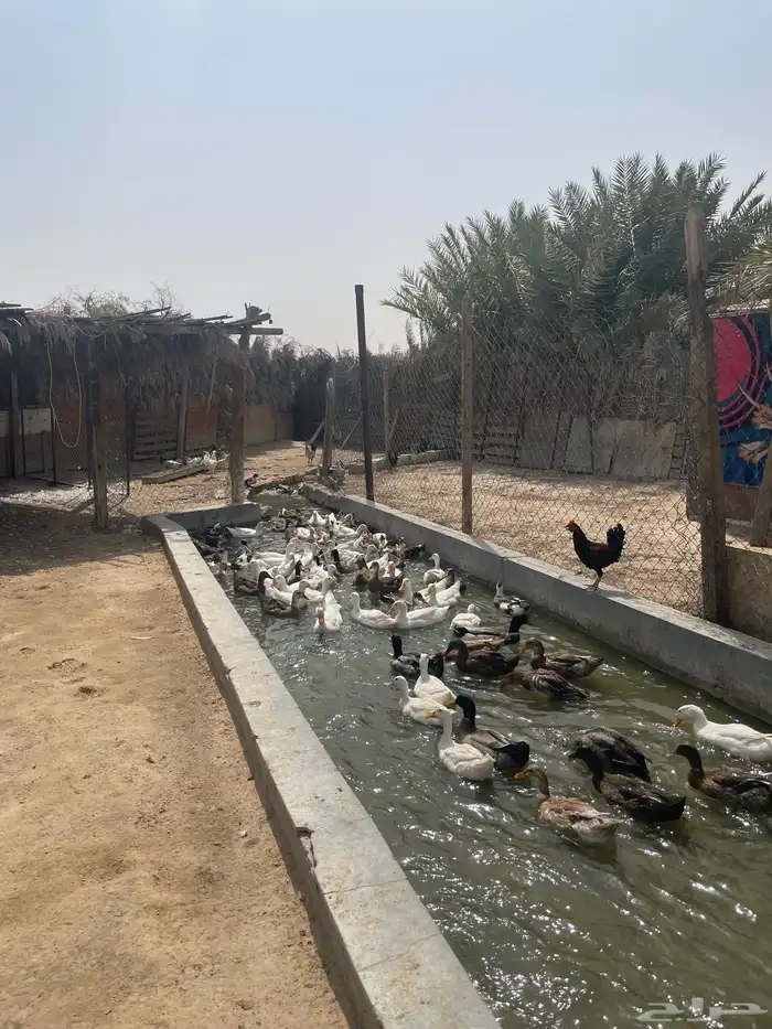 دواجن 4