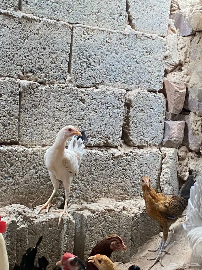 دجاج للبيع 5