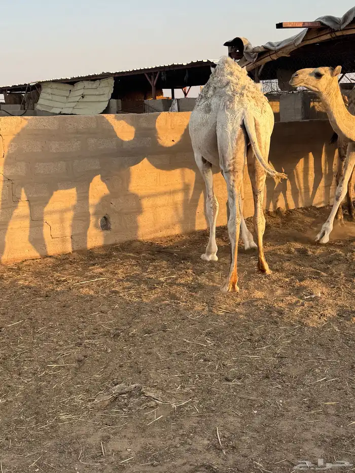 حشو طيبه للبيع 1