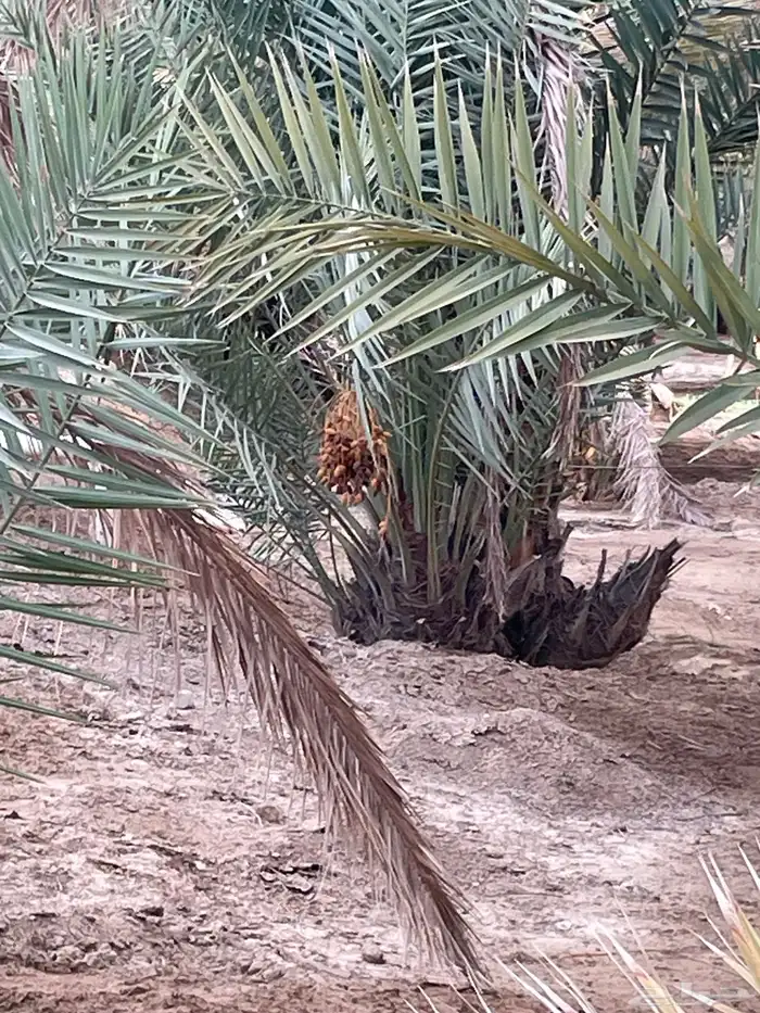 جثيث صفري 1