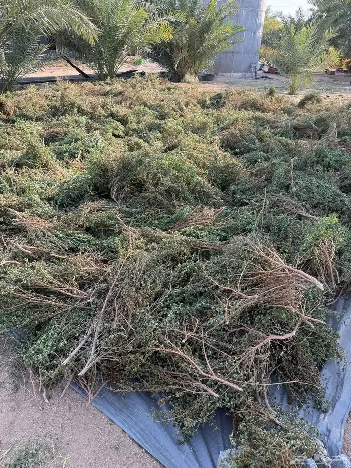 حنى عضوي ورق صافي 3