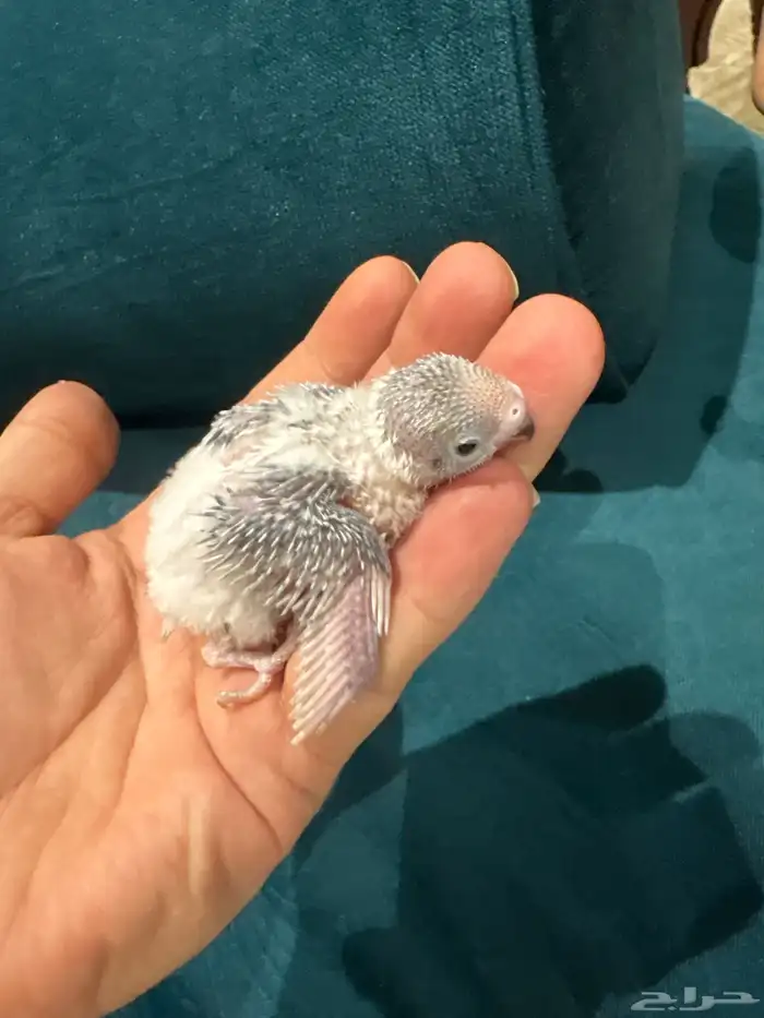 فراخ بادجى غر للبيع 2
