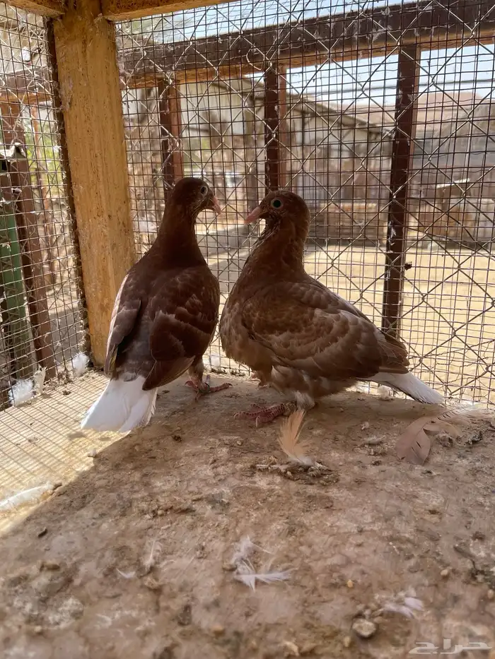 طبتين زاجل كارل مليمينز بيور ( سباق وفاخره ) 2