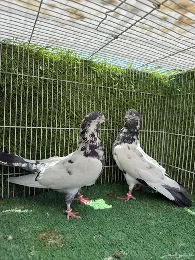 زوج تيدي جنسراء 8