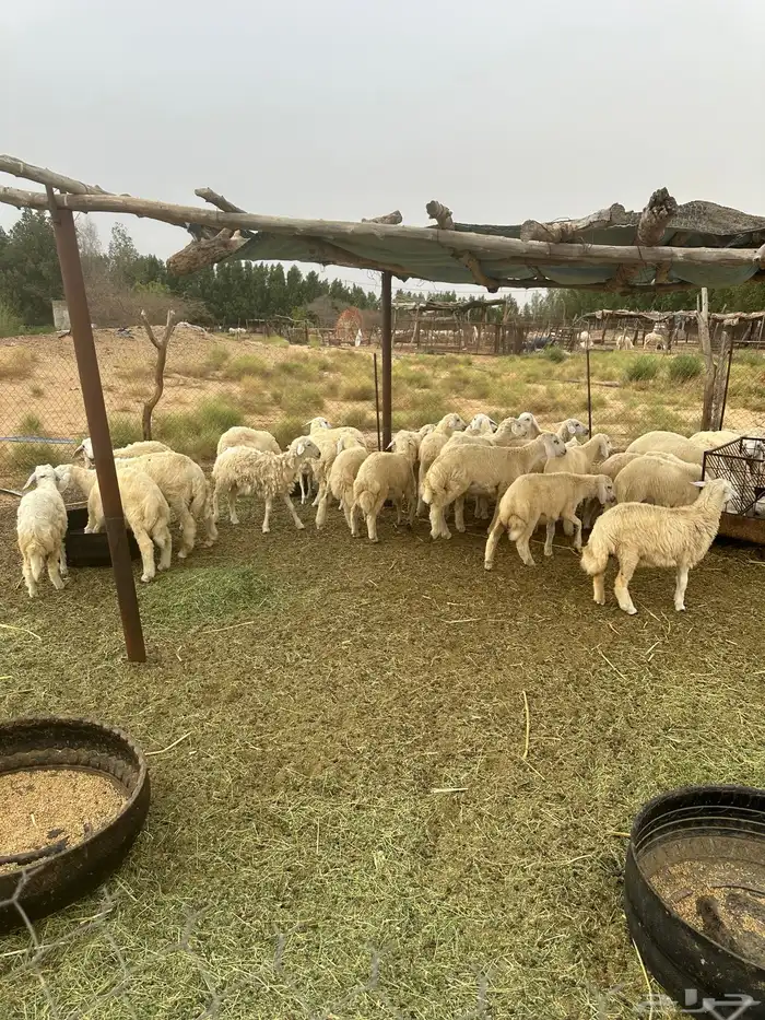 طليان ورخال 4