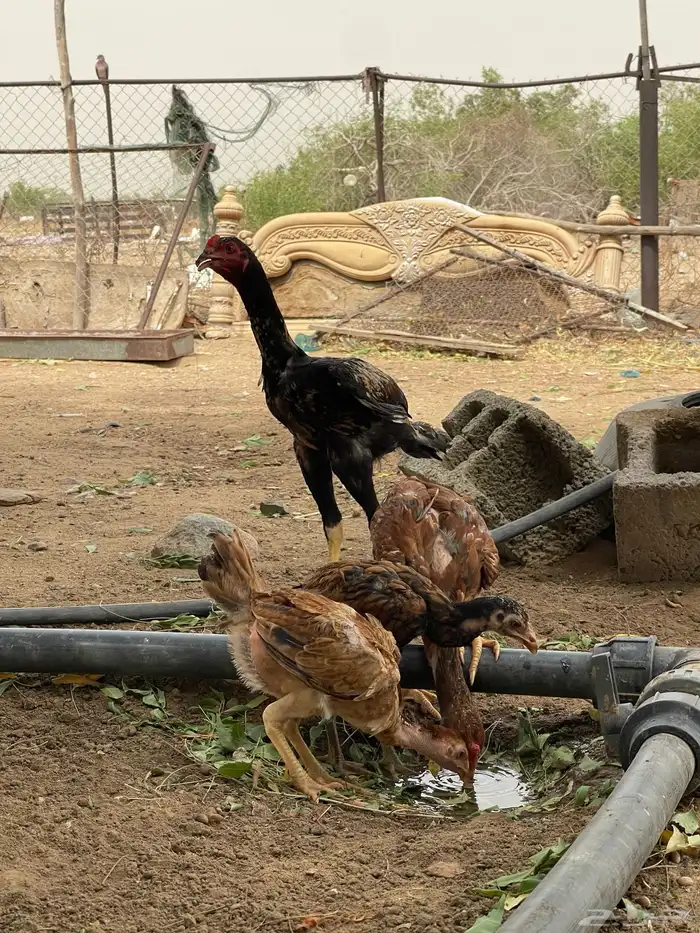 ديوك سنديه بيور 2