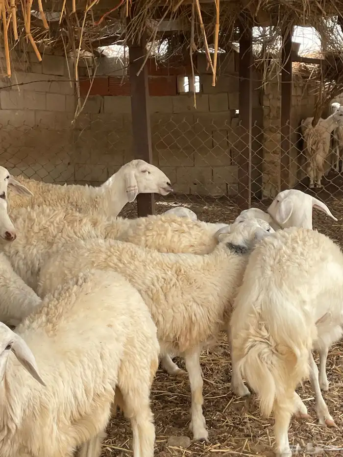 رخال حريه صنف الصنف 4