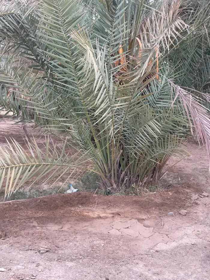 جثيث صفري 4