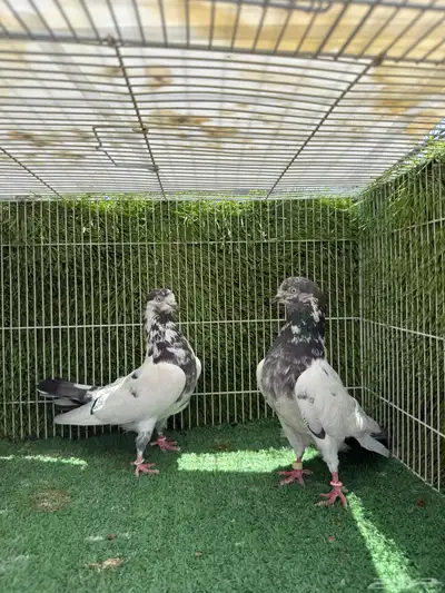 زوج تيدي جنسراء 14
