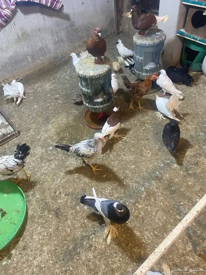 حمام مشكل 11