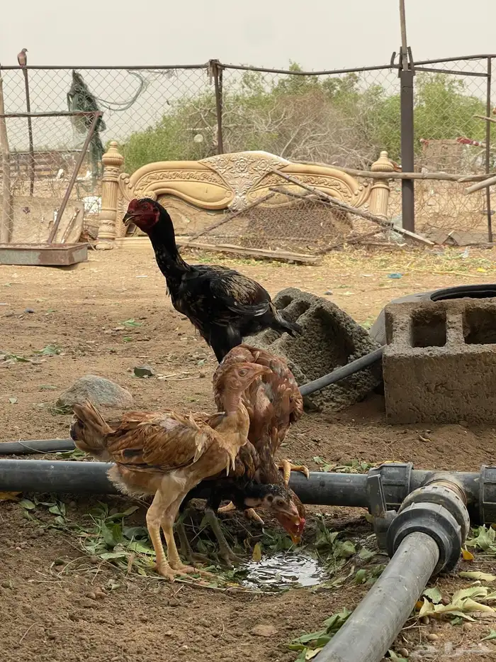 ديوك سنديه بيور 5