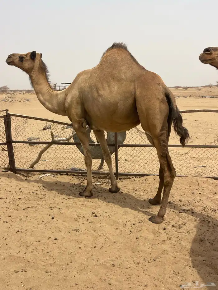ابل سواحل 0