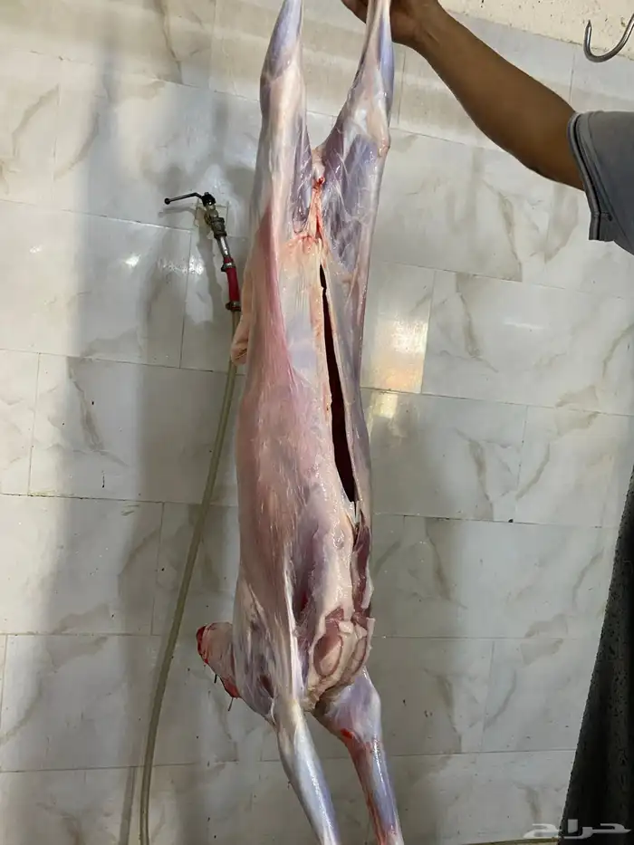 طلي حبصي تم البيع 4