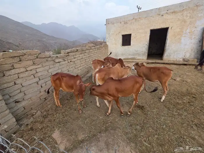 حسلان للبيع 2