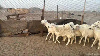 للبيع ضان حريات حرش 14 راس تحتها 1 والباقي دفيع 0