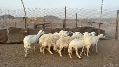 للبيع ضان حريات حرش 14 راس تحتها 1 والباقي دفيع 7