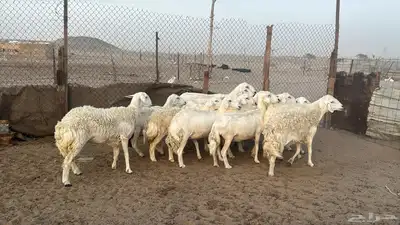 للبيع ضان حريات حرش 14 راس تحتها 1 والباقي دفيع 5