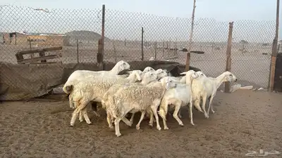للبيع ضان حريات حرش 14 راس تحتها 1 والباقي دفيع 6
