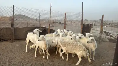 للبيع ضان حريات حرش 14 راس تحتها 1 والباقي دفيع 10