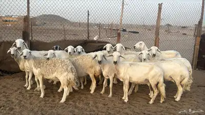 للبيع ضان حريات حرش 14 راس تحتها 1 والباقي دفيع 2