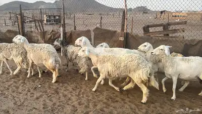 للبيع ضان حريات حرش 14 راس تحتها 1 والباقي دفيع 14