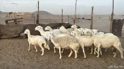 للبيع ضان حريات حرش 14 راس تحتها 1 والباقي دفيع 8