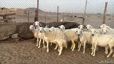 للبيع ضان حريات حرش 14 راس تحتها 1 والباقي دفيع 1