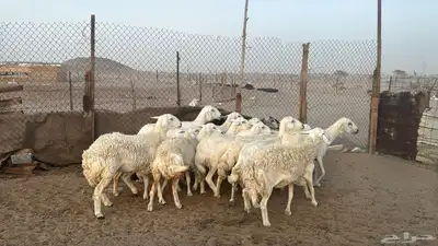 للبيع ضان حريات حرش 14 راس تحتها 1 والباقي دفيع 4