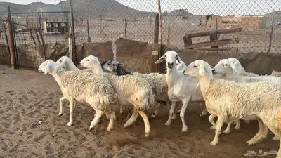 للبيع ضان حريات حرش 14 راس تحتها 1 والباقي دفيع 13