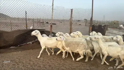 للبيع ضان حريات حرش 14 راس تحتها 1 والباقي دفيع 3