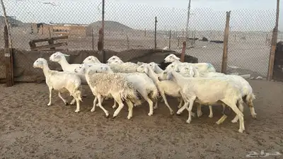 للبيع ضان حريات حرش 14 راس تحتها 1 والباقي دفيع 11