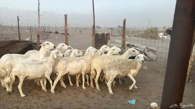 للبيع ضان حريات حرش 14 راس تحتها 1 والباقي دفيع 9