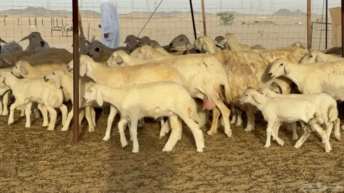 غنم حريات خلفات طيبه بهما ذبايح عددها 44 معاها 44 23