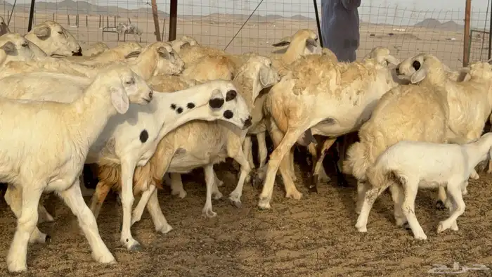 غنم حريات خلفات طيبه بهما ذبايح عددها 44 معاها 44 20
