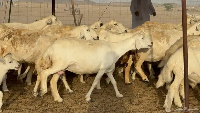 غنم حريات خلفات طيبه بهما ذبايح عددها 44 معاها 44 13