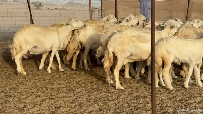 غنم حريات خلفات طيبه بهما ذبايح عددها 44 معاها 44 18