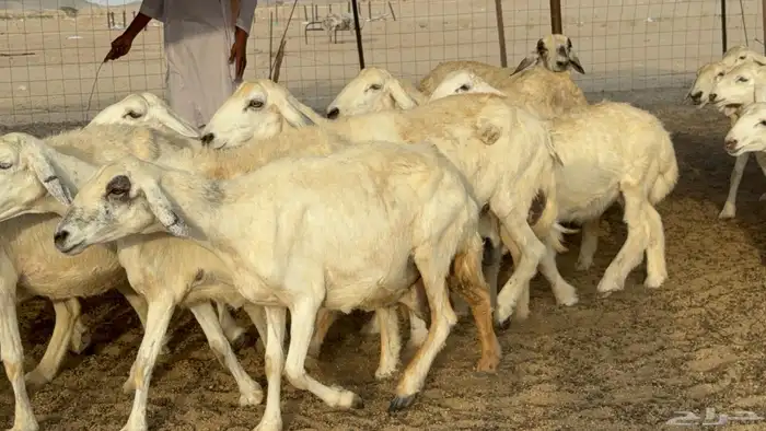 غنم حريات خلفات طيبه بهما ذبايح عددها 44 معاها 44 22