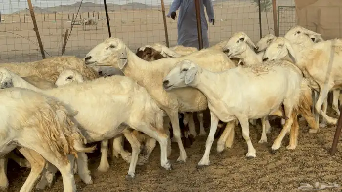 غنم حريات خلفات طيبه بهما ذبايح عددها 44 معاها 44 21