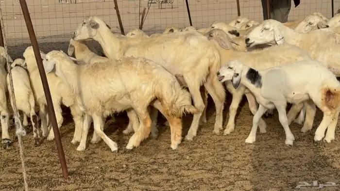 غنم حريات خلفات طيبه بهما ذبايح عددها 44 معاها 44 4