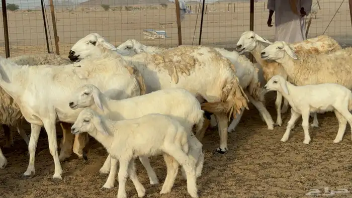 غنم حريات خلفات طيبه بهما ذبايح عددها 44 معاها 44 25