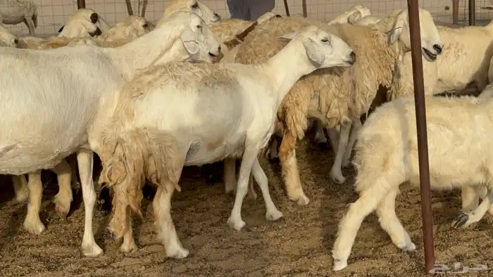 غنم حريات خلفات طيبه بهما ذبايح عددها 44 معاها 44 0