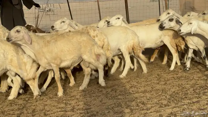 غنم حريات خلفات طيبه بهما ذبايح عددها 44 معاها 44 3