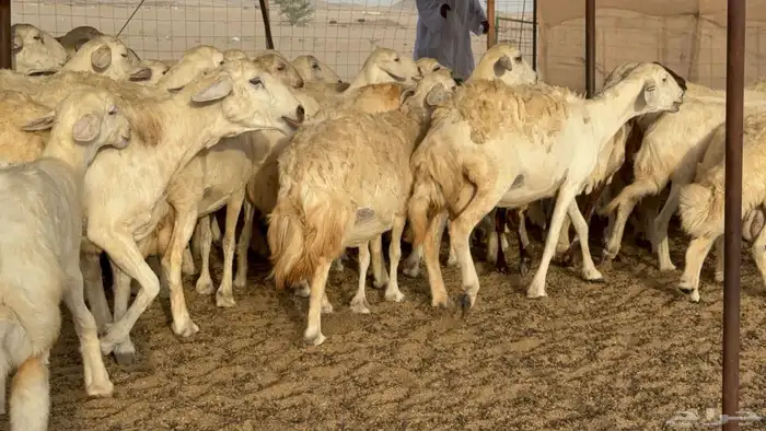 غنم حريات خلفات طيبه بهما ذبايح عددها 44 معاها 44 19