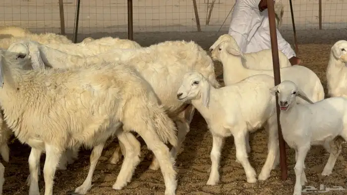غنم حريات خلفات طيبه بهما ذبايح عددها 44 معاها 44 7