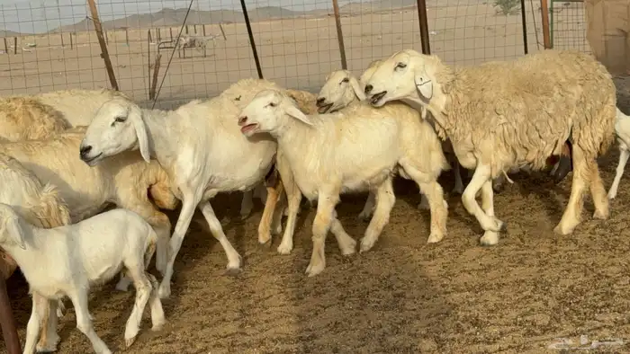 غنم حريات خلفات طيبه بهما ذبايح عددها 44 معاها 44 2