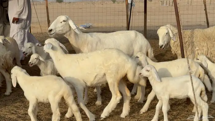 غنم حريات خلفات طيبه بهما ذبايح عددها 44 معاها 44 14