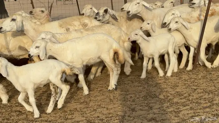 غنم حريات خلفات طيبه بهما ذبايح عددها 44 معاها 44 6