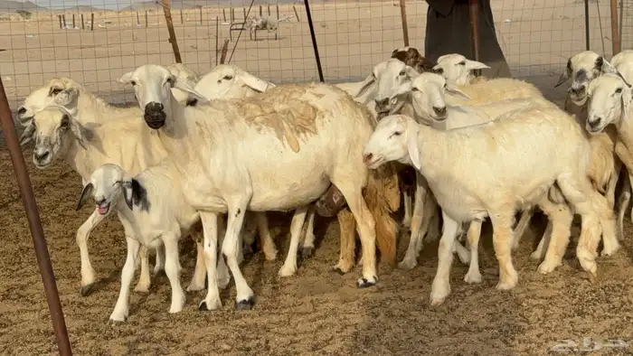 غنم حريات خلفات طيبه بهما ذبايح عددها 44 معاها 44 8