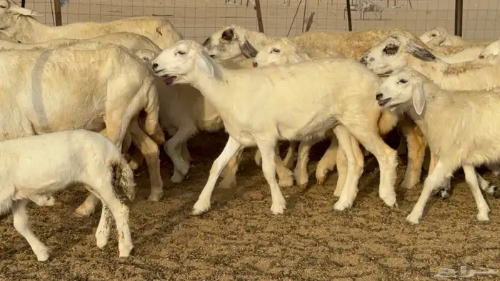غنم حريات خلفات طيبه بهما ذبايح عددها 44 معاها 44 17
